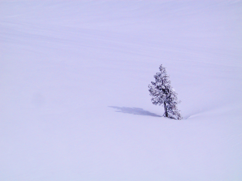 Lone Tree On Snow Slope